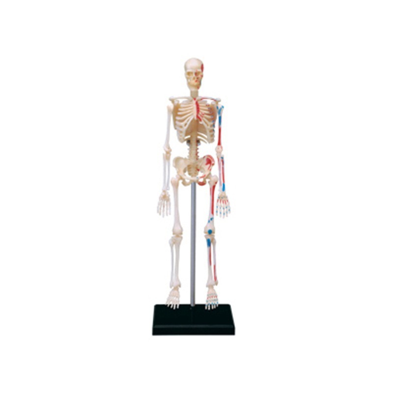 Medical Lab Technology - Modèle d'anatomie du squelette humain 4d,