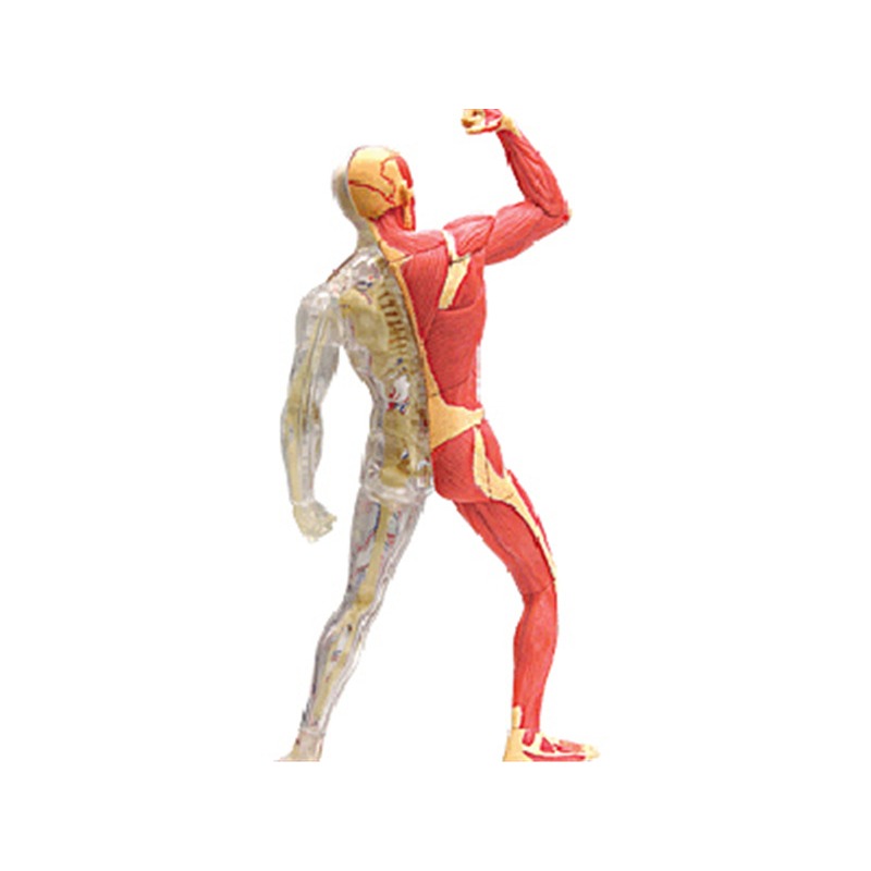 Modèle d'anatomie du squelette - Medical Lab Technology avis et prix