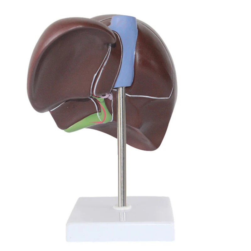 Accessoires médicaux, modèle d - Medical Lab Technology avis et prix