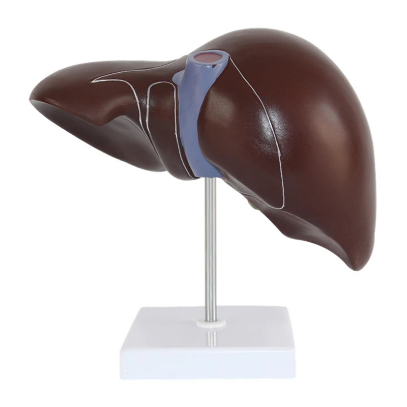 Accessoires médicaux, modèle d - Medical Lab Technology avis et prix