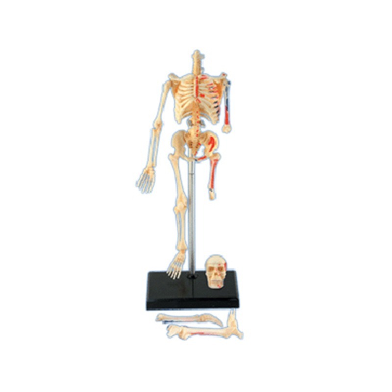 Modèle d'anatomie du squelette - Medical Lab Technology avis et prix