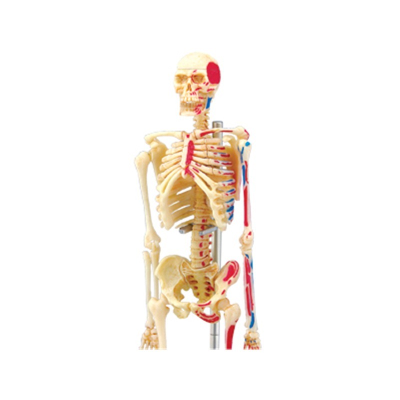 Modèle d'anatomie du squelette - Medical Lab Technology avis et prix