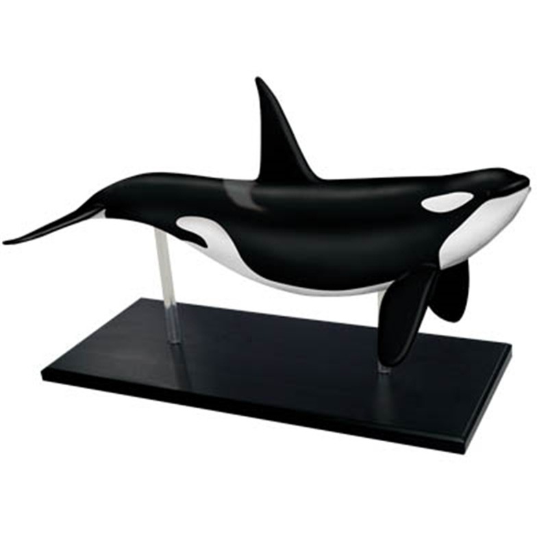 4D Vision Orca baleine squelet - Medical Lab Technology avis et prix