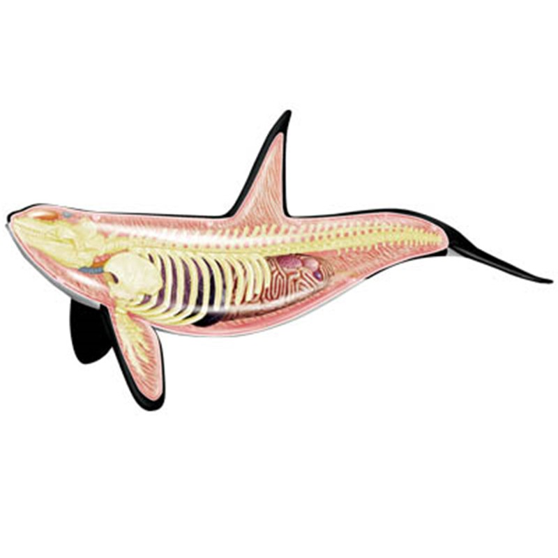 4D Vision Orca baleine squelet - Medical Lab Technology avis et prix