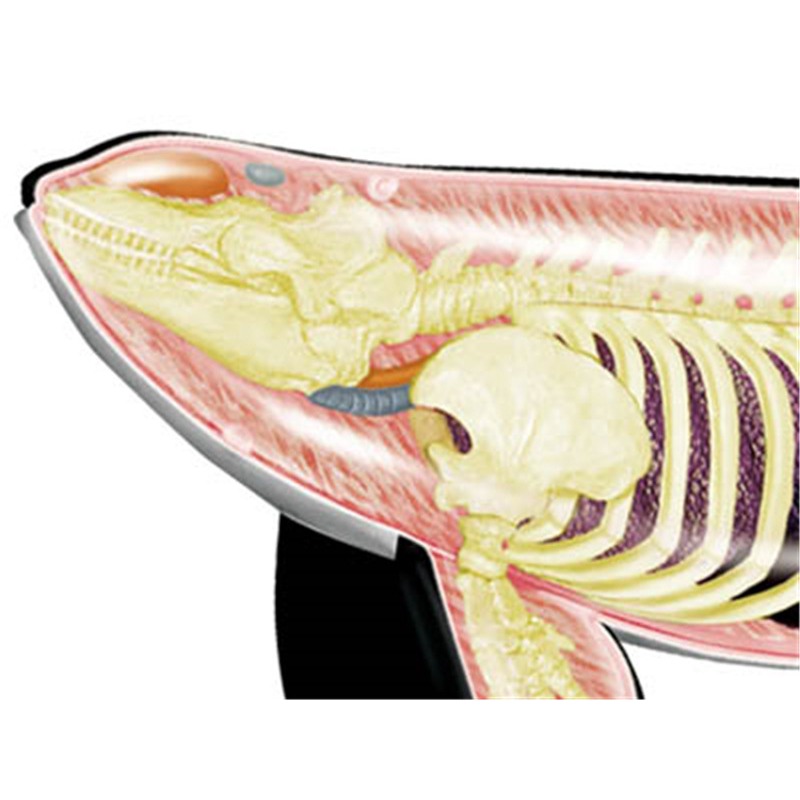 4D Vision Orca baleine squelet - Medical Lab Technology avis et prix